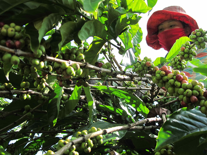 Giá cà phê tăng tác động tốt đến thị trường cà phê Việt Nam