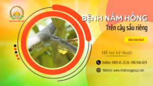 benh-nam-hong-tren-cay-sau-rieng-nhatnonggroup-com-1