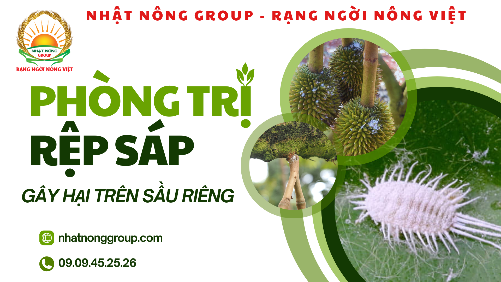 Rệp sáp gây hại trên sầu riêng: Cách phòng trị như thế nào? - Nhật Nông ...