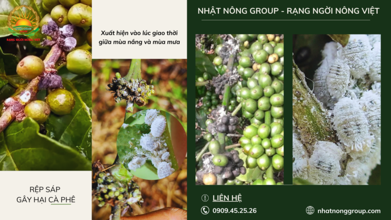 Phòng trừ một số sâu bệnh hại chính trên cây cà phê - Nhật Nông Group