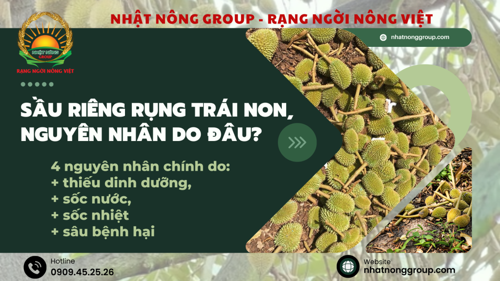 Sầu riêng rụng trái non, nguyên nhân do đâu?