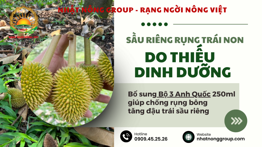 Sầu riêng rụng trái non do sốc nhiệt