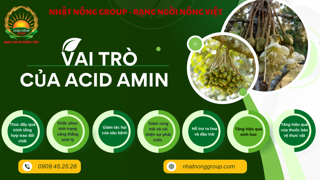 Vai trò của Acid Amino