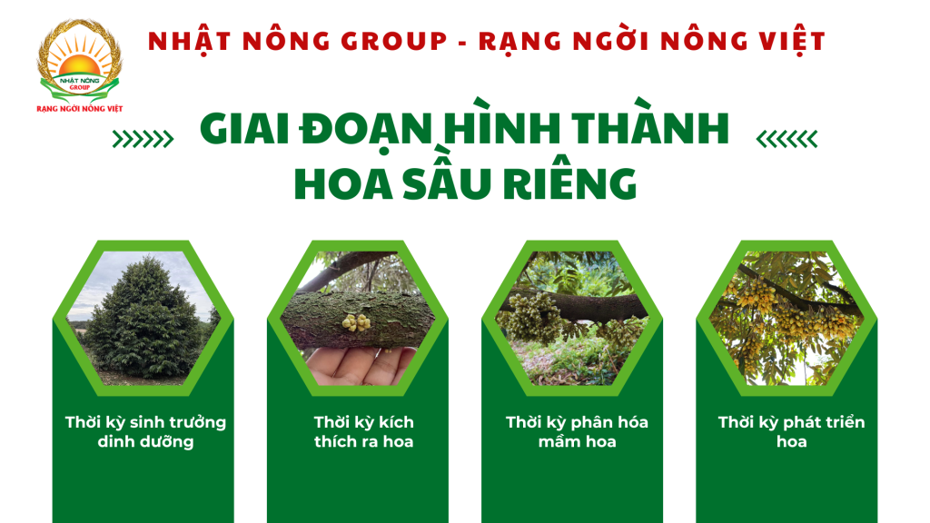 Giai đoạn ra hoa sầu riêng 