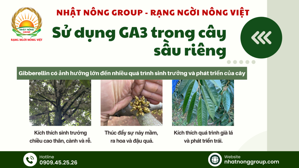 Sử dụng GA3 cho cây sầu riêng