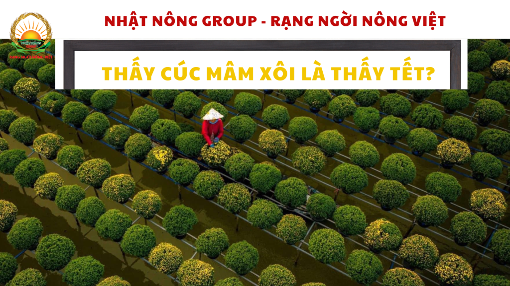 Ngày Tết nên chưng hoa gì?