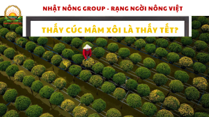 Ngày Tết nên chưng hoa gì?