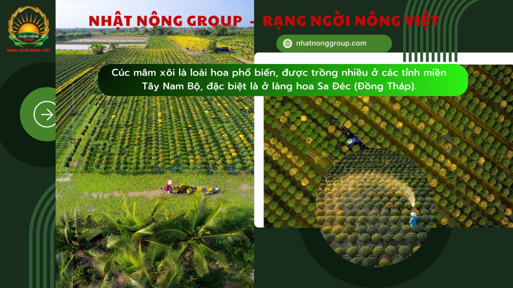 Hoa cúc là biểu tượng của sự trường thọ và bình an, không thể thiếu trong dịp Tết