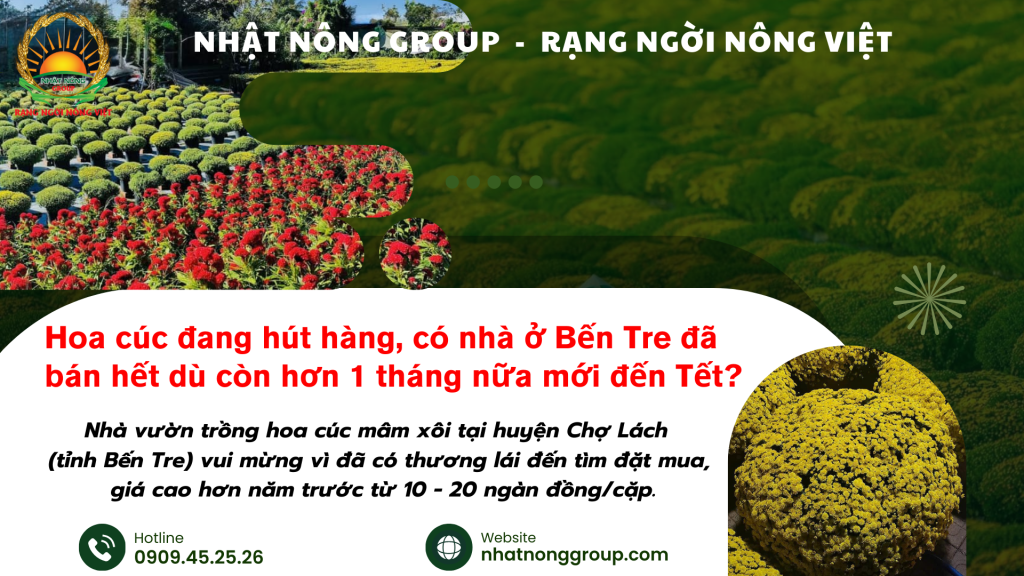 Hơn 2 ngàn giỏ hoa cúc mâm xôi đã được đặt mua từ tuần trước