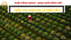 Ngày Tết nên chưng hoa gì? Thấy cúc mâm xôi là thấy Tết?
