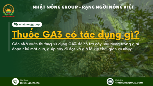 Thuốc GA3 có tác dụng gì? Liều lượng sử dụng Gibberellic Acid? 