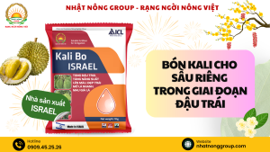 Bón Kali trắng cho sầu riêng trong giai đoạn đậu trái