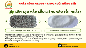 Lân tạo mầm sầu riêng nào tốt nhất?