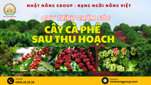 Quy trình chăm sóc Cà phê sau thu hoạch