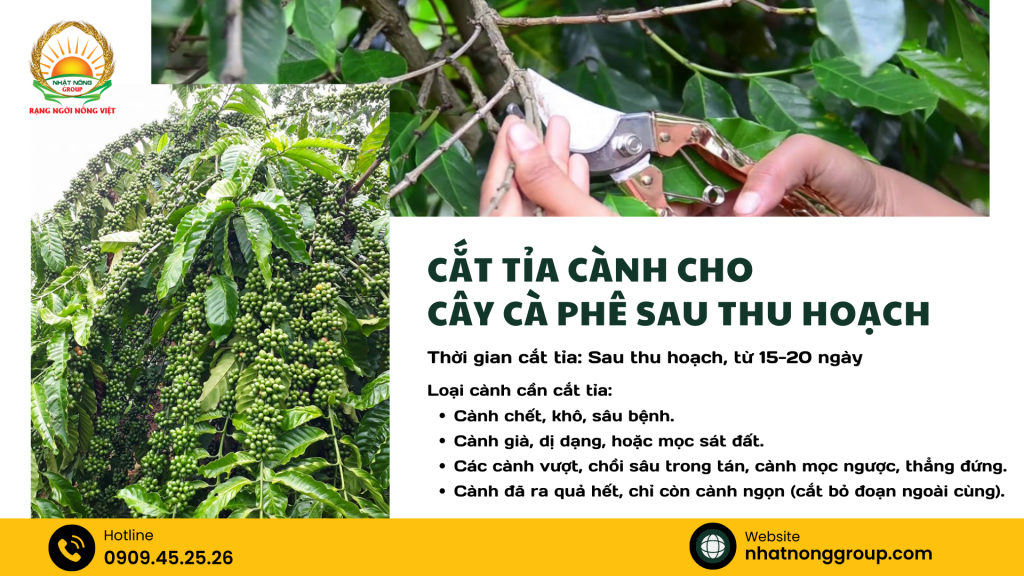 Cắt tỉa cành cho cây cà phê sau thu hoạch