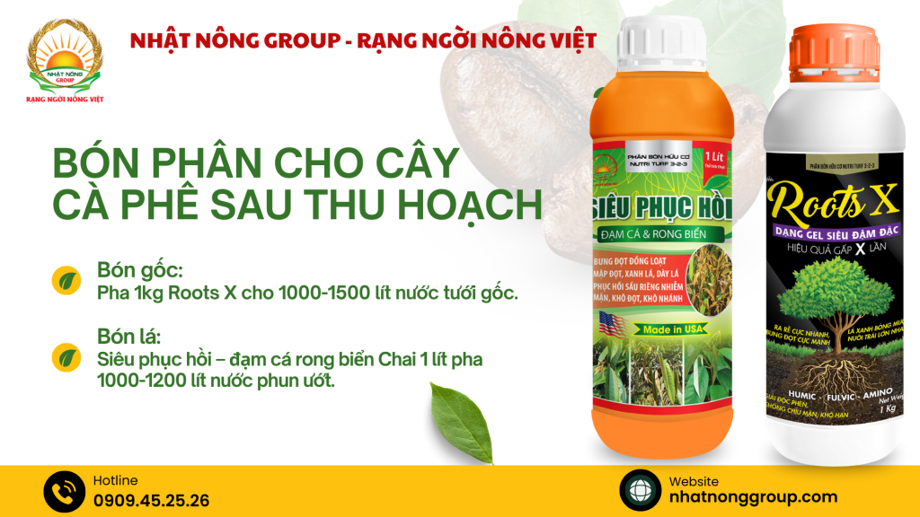 Bón phân cho cây cà phê sau thu hoạch