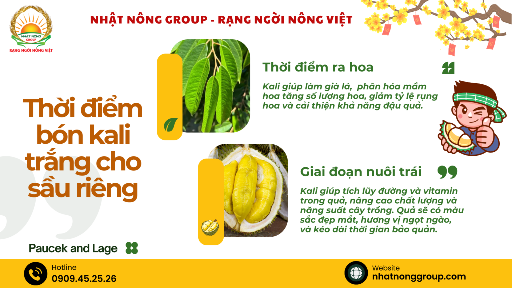 Thời điểm bón Kali trắng cho sầu riêng là khi nào?