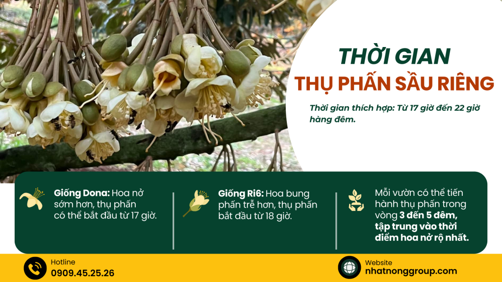 Thời gian thụ phấn sầu riêng