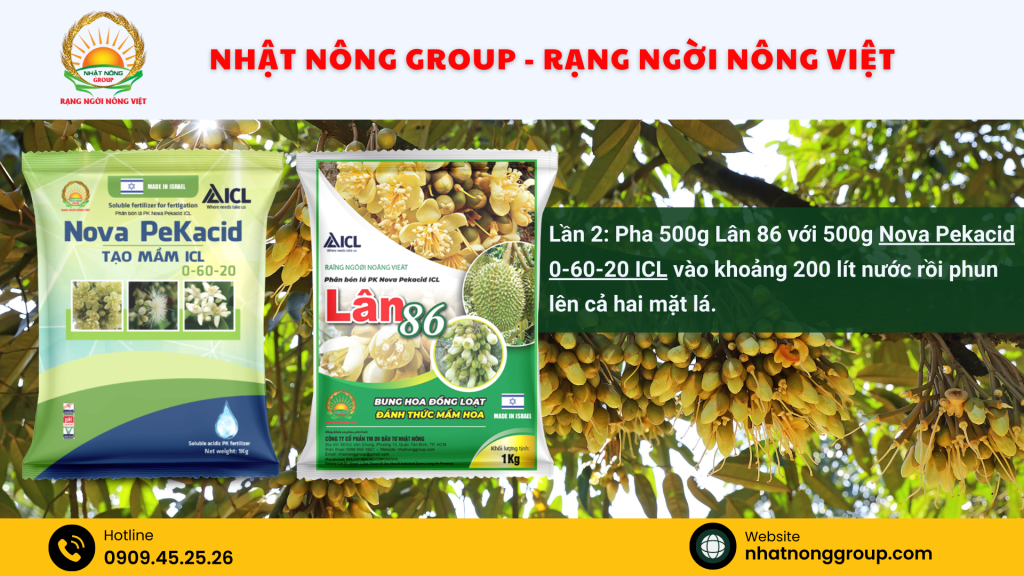 Tạo mầm hoa sầu riêng lần 2