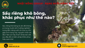 Sầu riêng bị khô bông, xĩu bông khắc phục như thế nào?