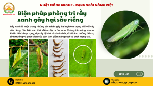 Biện pháp phòng trị rầy xanh gây hại sầu riêng