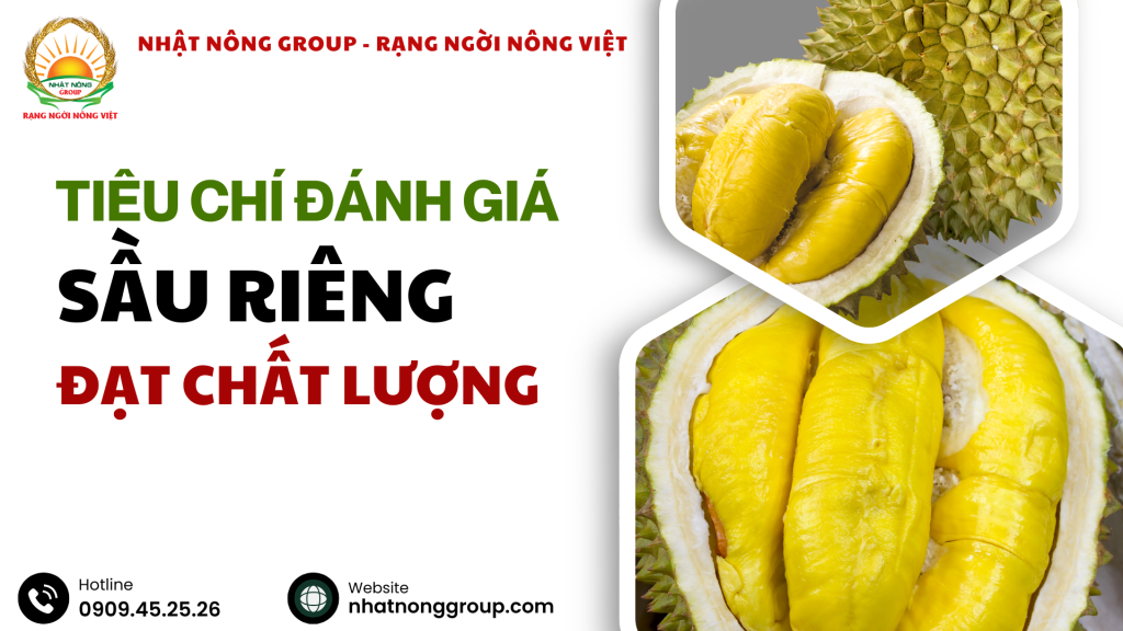 Tiêu chí đánh giá sầu riêng đạt chất lượng