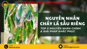 Nguyên nhân cháy lá sầu riêng