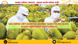 Thị trường xuất khẩu sầu riêng Việt Nam 'tắc đường' sang Trung Quốc vì giấy kiểm định chất vàng O