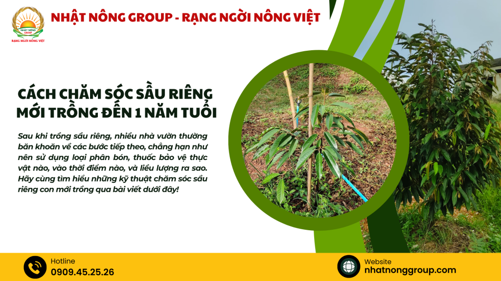 Cách chăm sóc sầu riêng mới trồng đến 1 năm tuổi  
