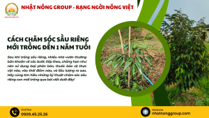 Cách chăm sóc sầu riêng mới trồng đến 1 năm tuổi  