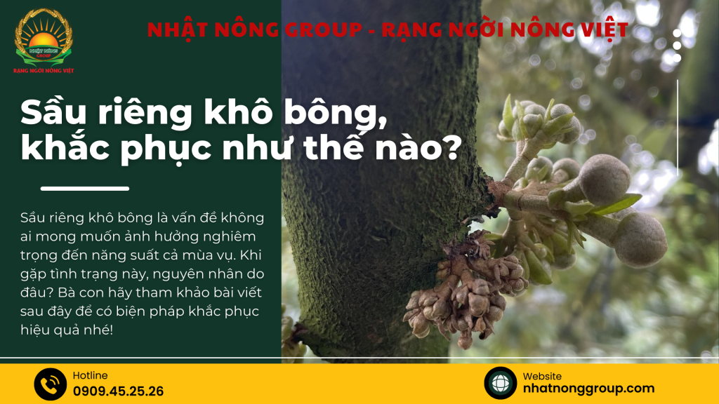 Sầu riêng khô bông - xĩu bông, khắc phục như thế nào?