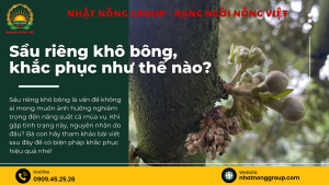 Sầu riêng khô bông - xĩu bông, khắc phục như thế nào?
