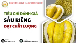 Tiêu chí đánh giá sầu riêng đạt chất lượng?