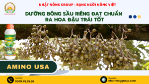 Dưỡng bông sầu riêng đạt chuẩn ra hoa đậu trái tốt