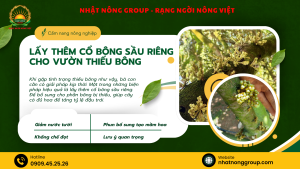 Lấy thêm cổ bông sầu riêng cho vườn thiếu bông