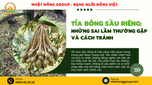 Cách tỉa bông sầu riêng: Những sai lầm thường gặp và kỹ thuật tỉa bông