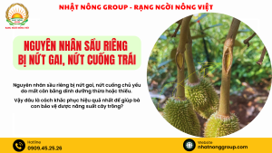 Nguyên nhân sầu riêng bị nứt gai, nứt cuống trái