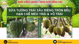 Sửa tướng trái sầu riêng tròn hạn chế méo trái