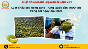 Xuất khẩu sầu riêng sang Trung Quốc gần 1.000 tấn trong hai ngày đầu năm