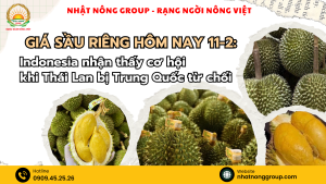 Giá sầu riêng hôm nay