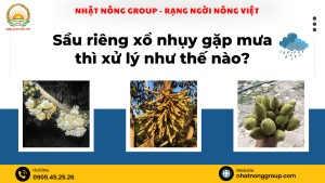 Sầu riêng xổ nhụy gặp mưa thì xử lý như thế nào?