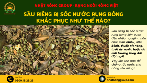 Sầu riêng bị sốc nước rụng bông khắc phục như thế nào?