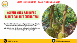 Nguyên nhân sầu riêng bị nứt gai, nứt cuống trái