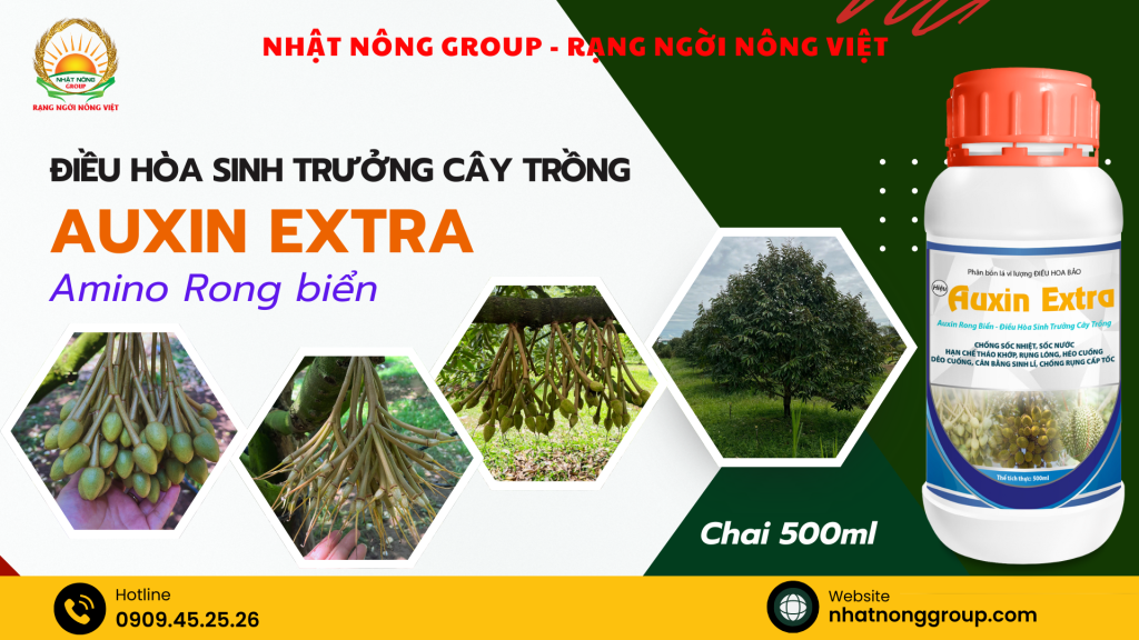 Điều hòa sinh trưởng cây trồng: Chống sốc nhiệt sốc nước bằng Auxin Extra