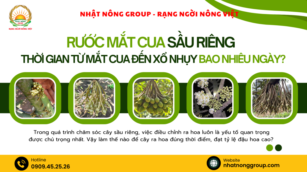 Rước mắt cua sầu riêng: Thời gian từ mắt cua đến xổ nhụy bao nhiêu ngày?