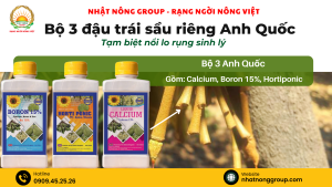 Bộ 3 đậu trái sầu riêng Anh Quốc