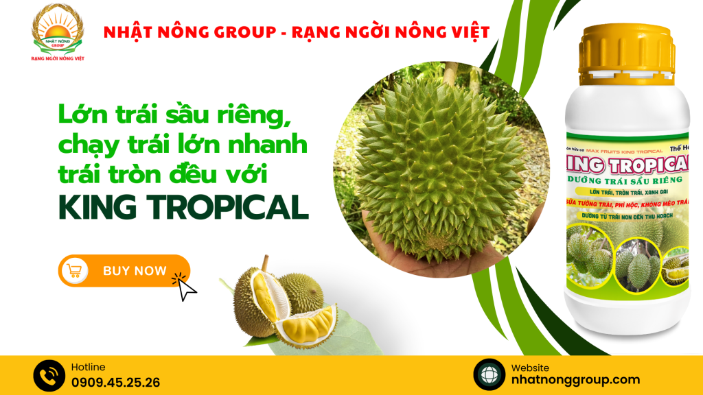 Lớn trái sầu riêng, chạy trái lớn nhanh tròn đều với King Tropical