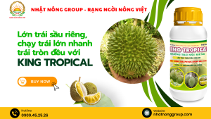 Lớn trái sầu riêng, chạy trái lớn nhanh tròn đều với King Tropical