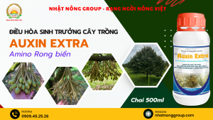 Điều hòa sinh trưởng cây trồng: Chống sốc nước, sốc nhiệt với AUXIN EXTRA