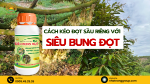 Cách kéo đọt sầu riêng với phân bón lá Siêu bung đọt